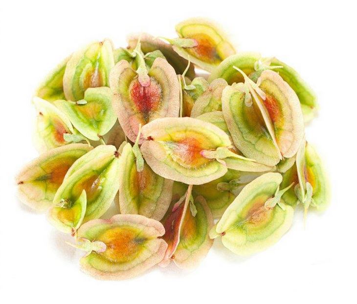 گل ریواس (بسته بندی 75 گرمی)